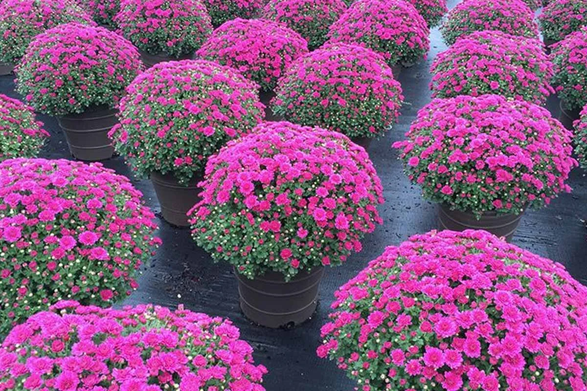 Chrysanthemen: Tipps zur Pflege und Auswahl für eine bunte Gartensaison