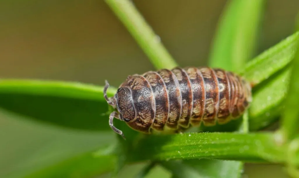 Holzläuse: Kleine Gartenschätze, die man oft übersieht