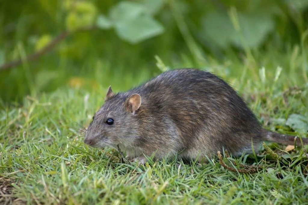 Effektive Maßnahmen gegen Nagetierbefall: Natürliche Abwehr und Vorbeugung