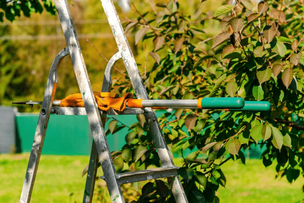 Warum der Schnitt von Pflaumenbäumen im September so wichtig ist