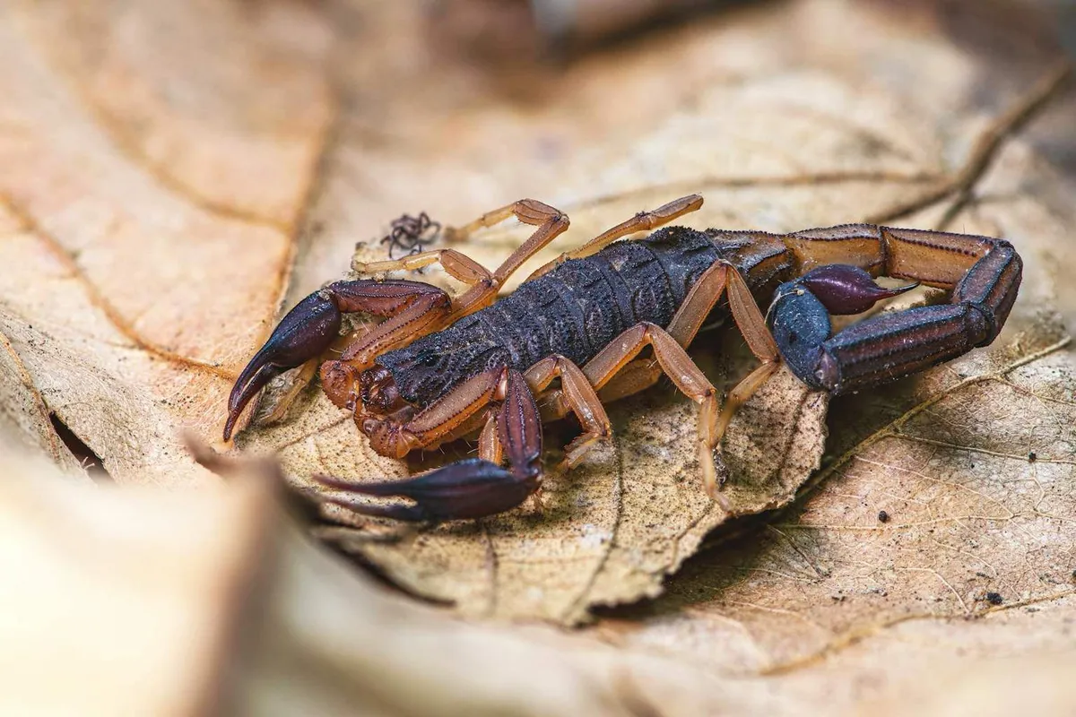 Skorpione im Garten: Mythen, Fakten und Abwehrtipps