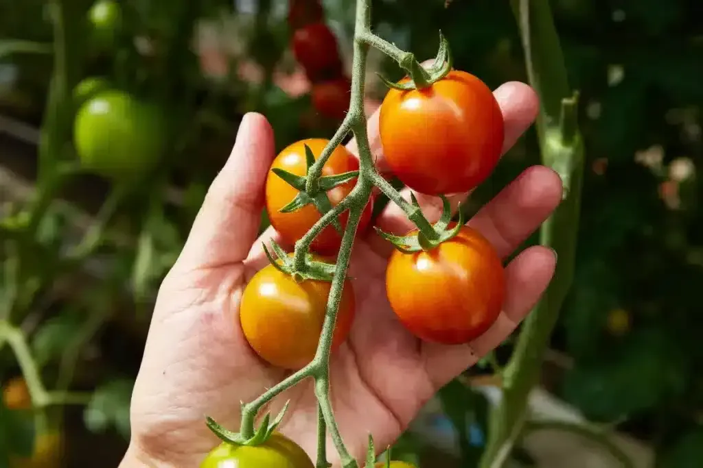 Wann ist der perfekte Moment zum Tomatenpflücken? Darauf sollten Sie achten