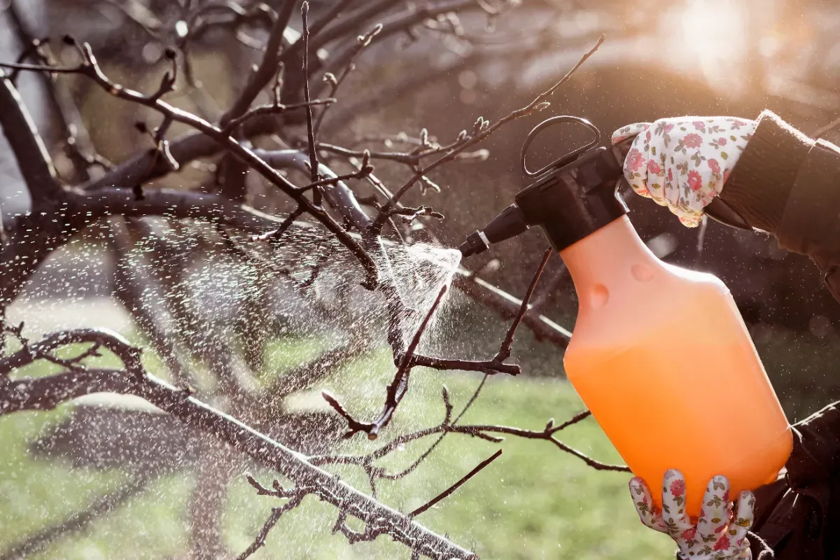Effektive Unkrautbekämpfung im Garten: Natürliche Wege